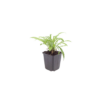 Campanula pers. 'Coerulea' | 48 stuks