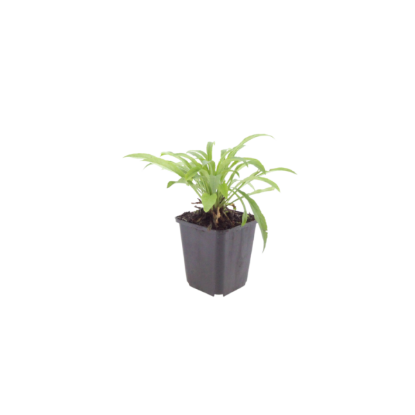 Campanula pers. 'Coerulea' | 48 stuks