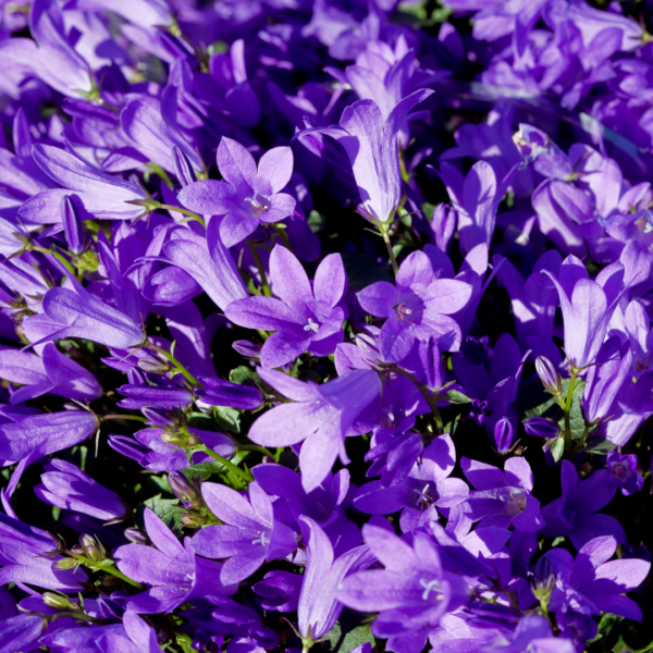 Campanula pers. 'Coerulea' | 48 stuks