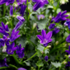 Campanula pers. 'Coerulea' | 48 stuks