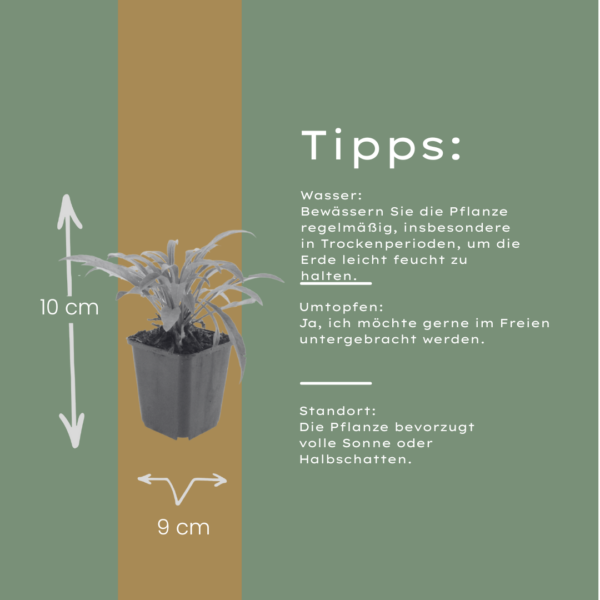 Campanula pers. 'Coerulea' | 48 stuks