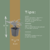 Campanula pers. 'Coerulea' | 48 stuks