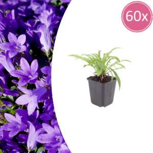 thumbnail_6000-2555.png Campanula pers. 'Coerulea' | 60 stuks