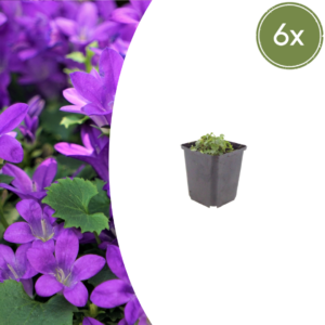 thumbnail_6000-2563.png Campanula portenschlagiana | 6 stuks