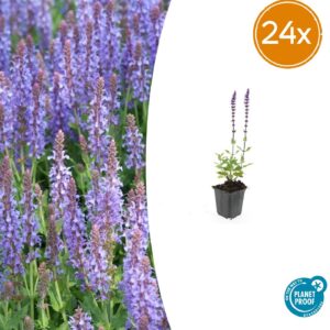 thumbnail_6000-257.jpg Salvia nem. 'Caradonna' | 24 stuks