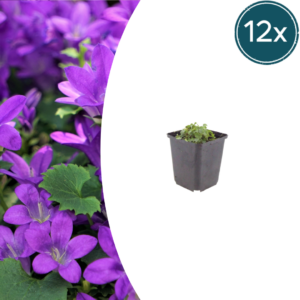 thumbnail_6000-2571.png Campanula portenschlagiana | 12 stuks