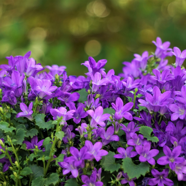 Campanula portenschlagiana | 12 stuks