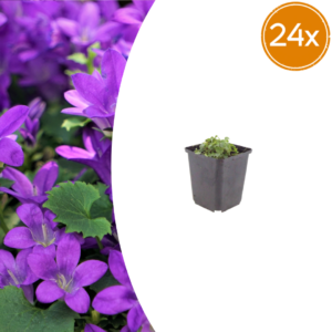 thumbnail_6000-2579.png Campanula portenschlagiana | 24 stuks