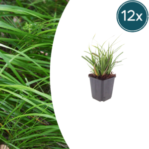 thumbnail_6000-2587.png Carex morrowii | 12 stuks