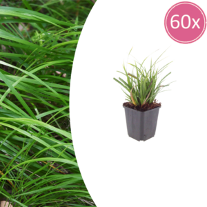 thumbnail_6000-2608.png Carex morrowii | 60 stuks