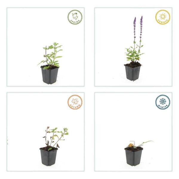 thumbnail_6000-261.jpg Salvia nem. 'Caradonna' | 24 stuks