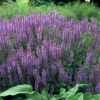 Salvia nem. 'Caradonna' | 24 stuks