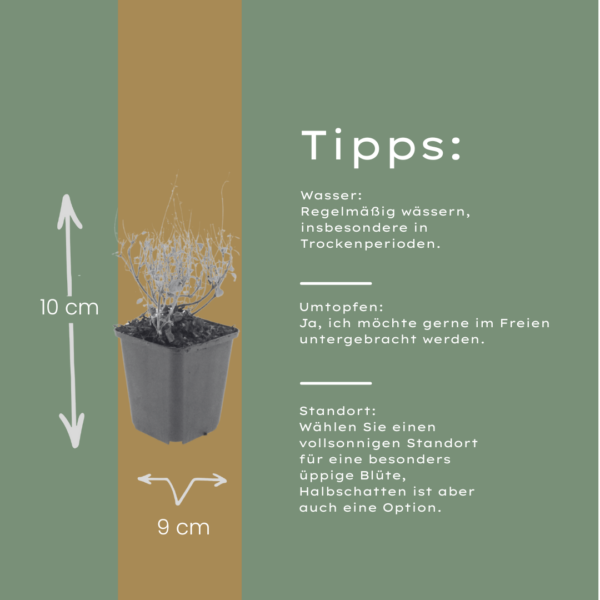 Calamintha n. nepeta | 24 stuks