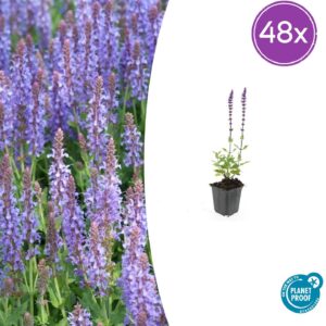 thumbnail_6000-264.jpg Salvia nem. 'Caradonna' | 48 stuks