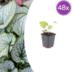 thumbnail_6000-2647.png Brunnera macr. 'Jack Frost' | 48 stuks