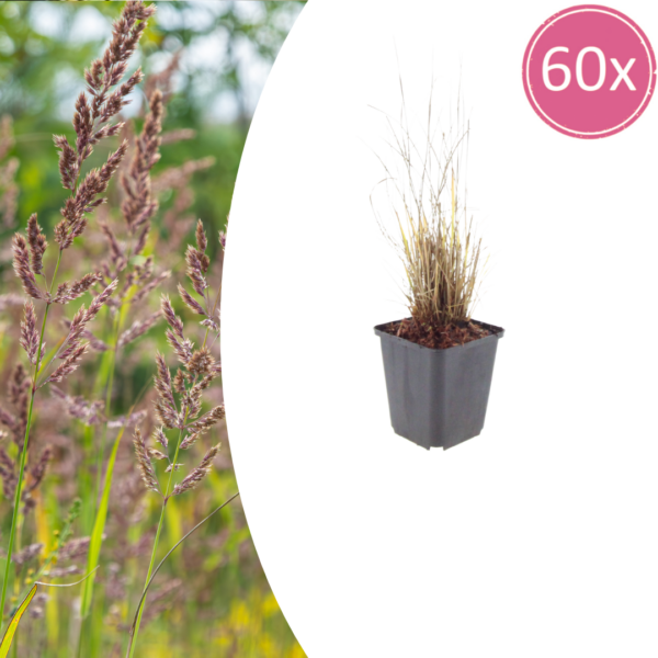 Calamagrostis brachytricha | 60 stuks