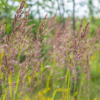 Calamagrostis brachytricha | 60 stuks