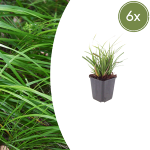 thumbnail_6000-2698.png Carex morrowii | 6 stuks