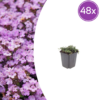 Thymus praecox 'Purple Beauty' | 48 stuks