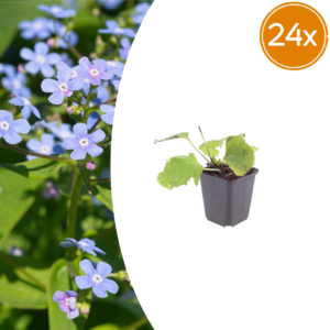 thumbnail_6000-2713.png Brunnera macrophylla | 24 stuks