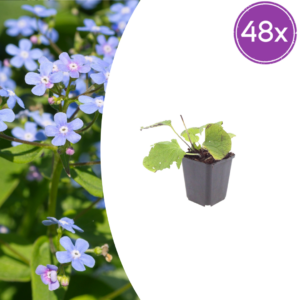 thumbnail_6000-2721.png Brunnera macrophylla | 48 stuks
