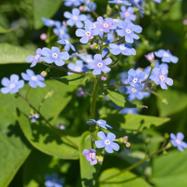 Brunnera macrophylla | 48 stuks