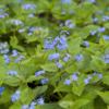 Brunnera macrophylla | 48 stuks