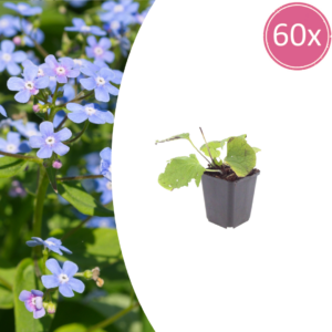 thumbnail_6000-2729.png Brunnera macrophylla | 60 stuks