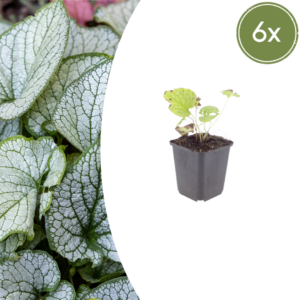 thumbnail_6000-2737.png Brunnera macr. 'Jack Frost' | 6 stuks