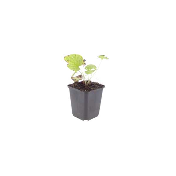 Brunnera macr. 'Jack Frost' | 6 stuks