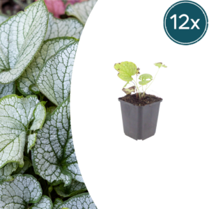 thumbnail_6000-2745.png Brunnera macr. 'Jack Frost' | 12 stuks