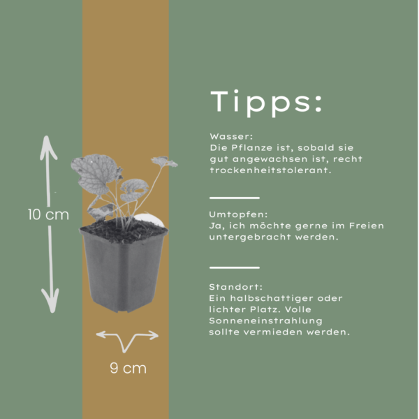 Brunnera macr. 'Jack Frost' | 12 stuks