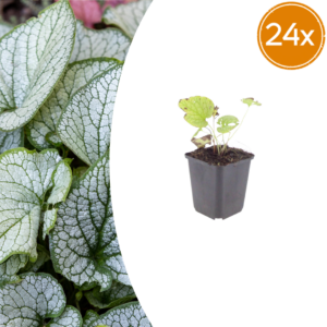 thumbnail_6000-2753.png Brunnera macr. 'Jack Frost' | 24 stuks