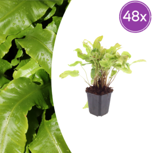 thumbnail_6000-2761.png Asplenium scolopendrium | 48 stuks