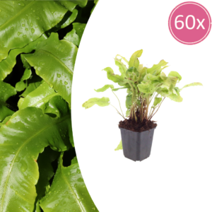 thumbnail_6000-2769.png Asplenium scolopendrium | 60 stuks