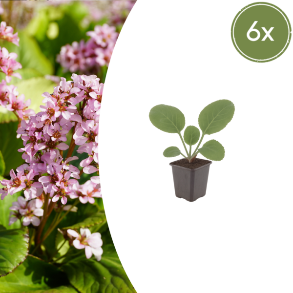 Bergenia cordifolia | 6 stuks