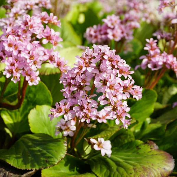 Bergenia cordifolia | 6 stuks