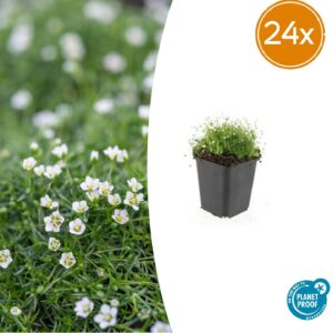 thumbnail_6000-278.jpg Sagina subulata | 24 stuks