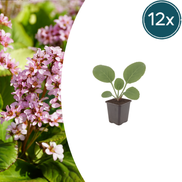 Bergenia cordifolia | 12 stuks