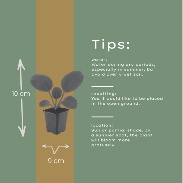 Bergenia cordifolia | 12 stuks