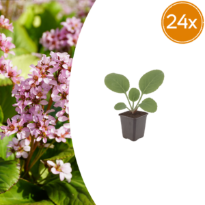 thumbnail_6000-2793.png Bergenia cordifolia | 24 stuks