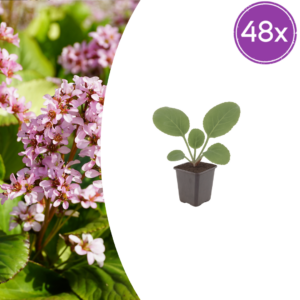 thumbnail_6000-2801.png Bergenia cordifolia | 48 stuks