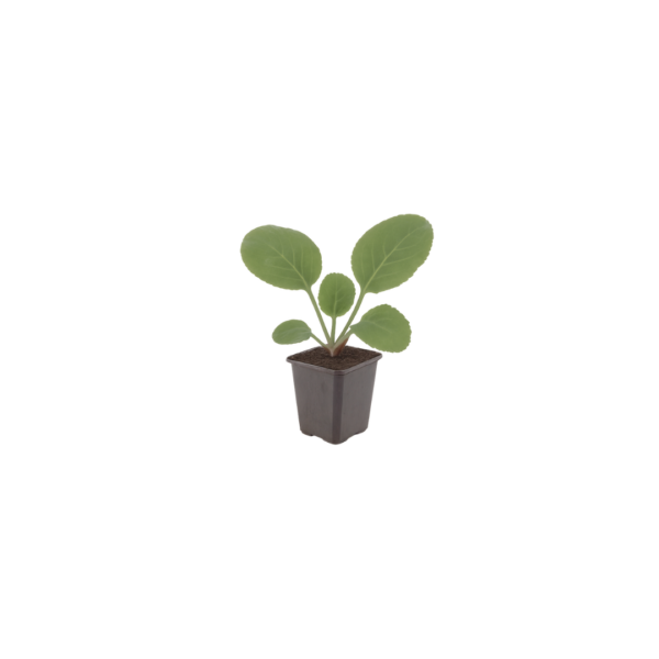 Bergenia cordifolia | 48 stuks