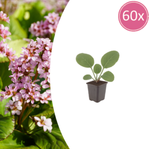 thumbnail_6000-2809.png Bergenia cordifolia | 60 stuks