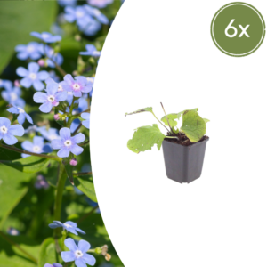thumbnail_6000-2817.png Brunnera macrophylla | 6 stuks