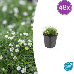 thumbnail_6000-286.jpg Sagina subulata | 48 stuks