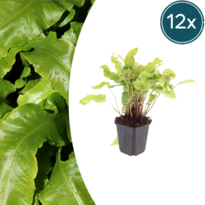 thumbnail_6000-2868.png Asplenium scolopendrium | 12 stuks