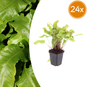 thumbnail_6000-2876.png Asplenium scolopendrium | 24 stuks