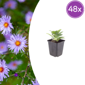 thumbnail_6000-2908.png Aster frikartii 'Monch' | 48 stuks