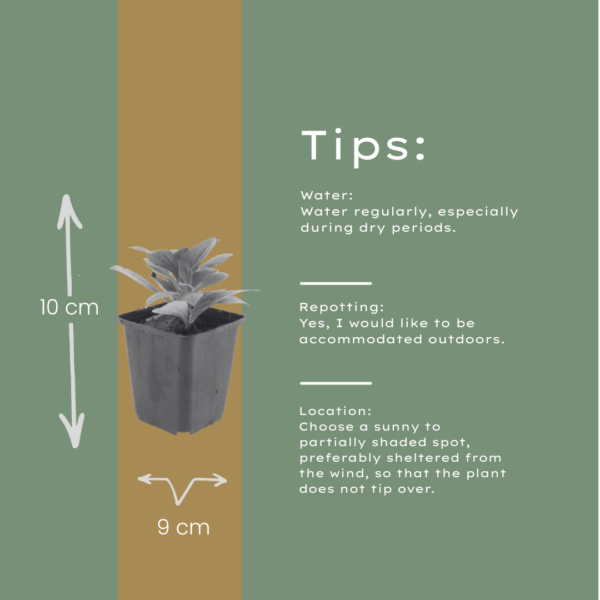 Aster frikartii 'Monch' | 60 stuks